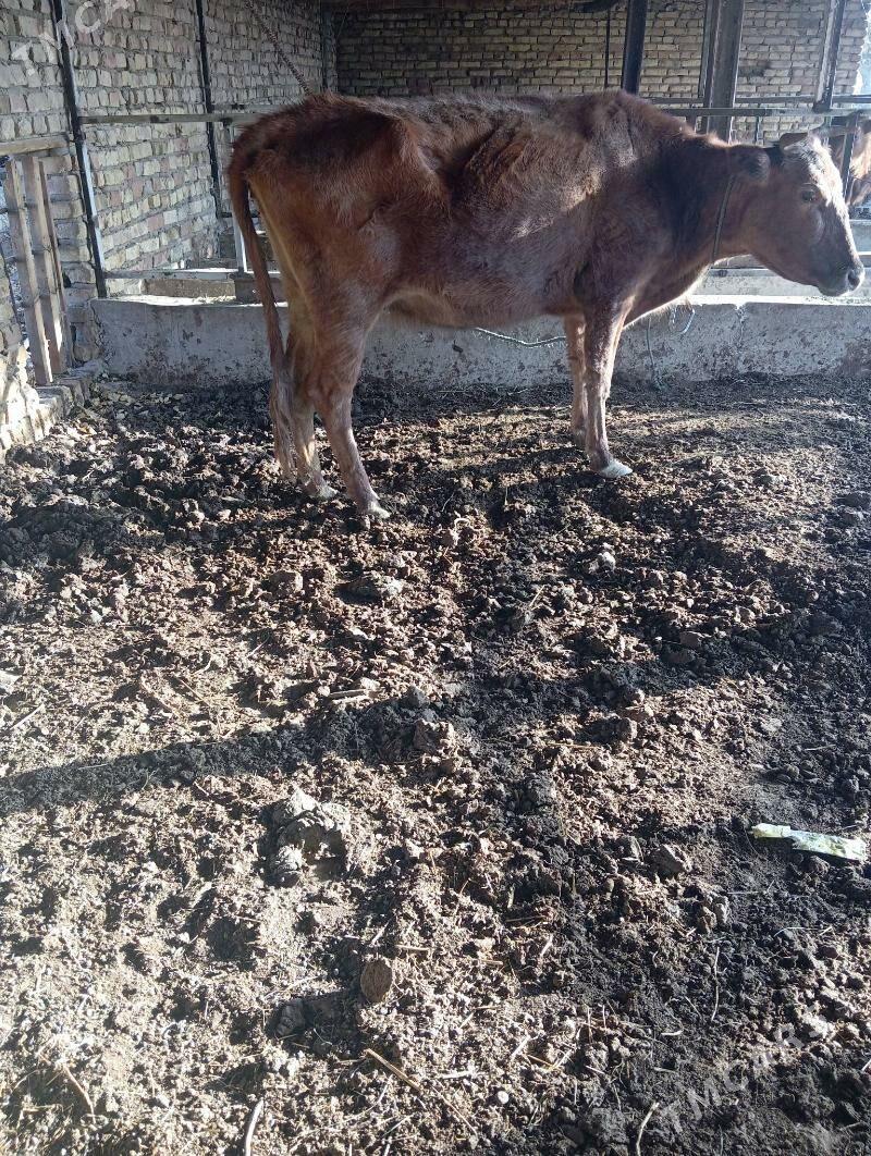 Saglyk sygyr - Чарджоу - img 3