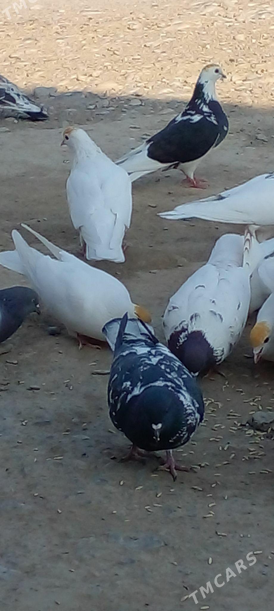 кепдери - Анев - img 5