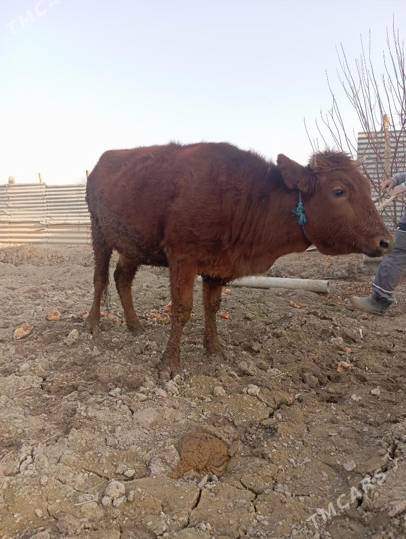 unajin - Чарджоу - img 7