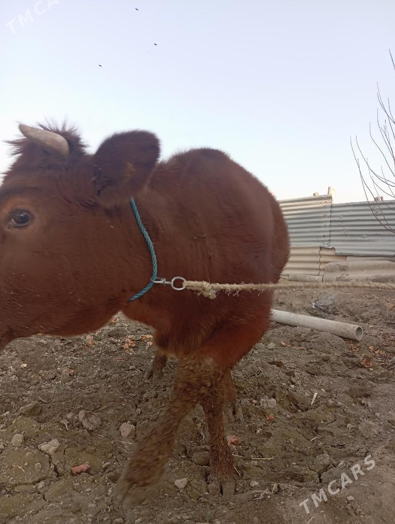 unajin - Чарджоу - img 6