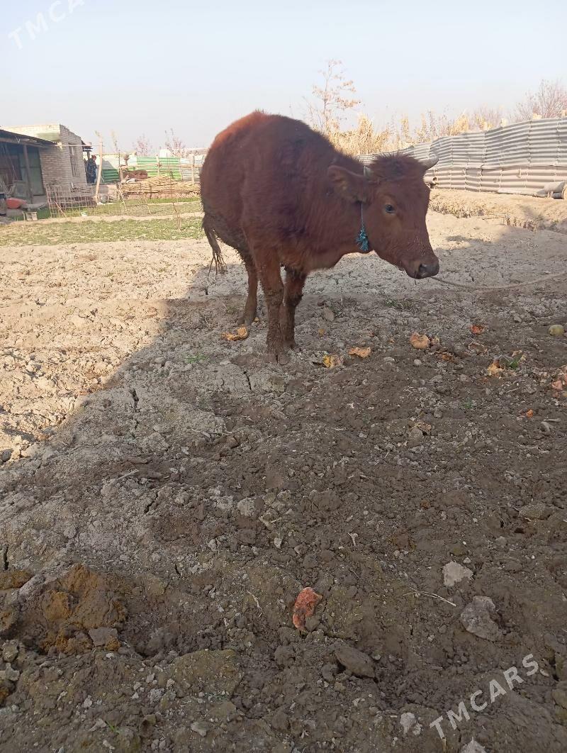 unajin - Чарджоу - img 8