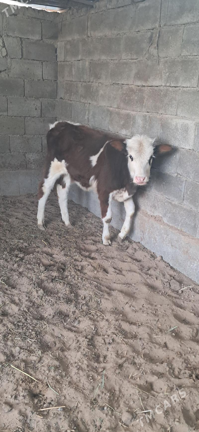 Okuz - Gypjak - img 2