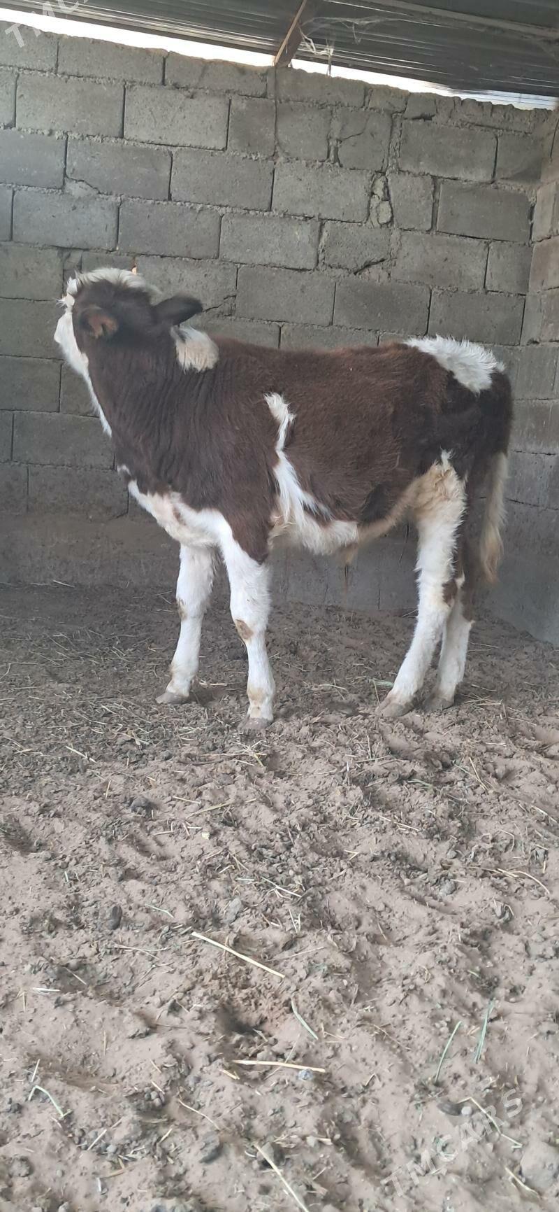 Okuz - Gypjak - img 4