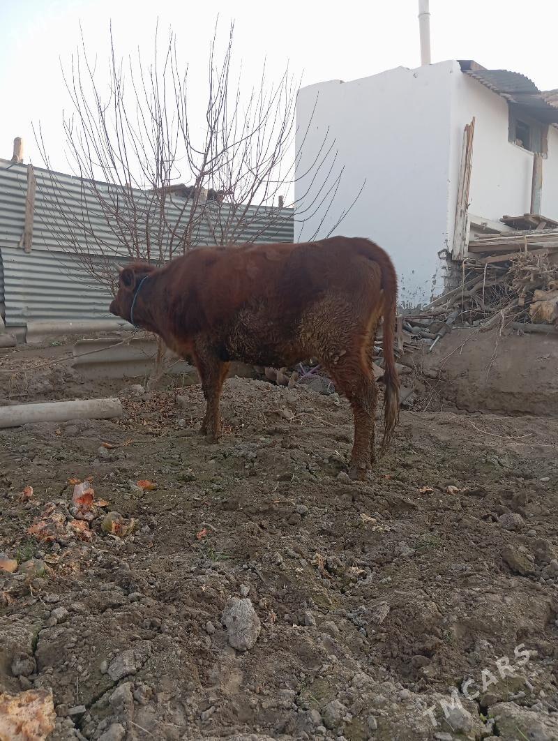 unajin - Чарджоу - img 2