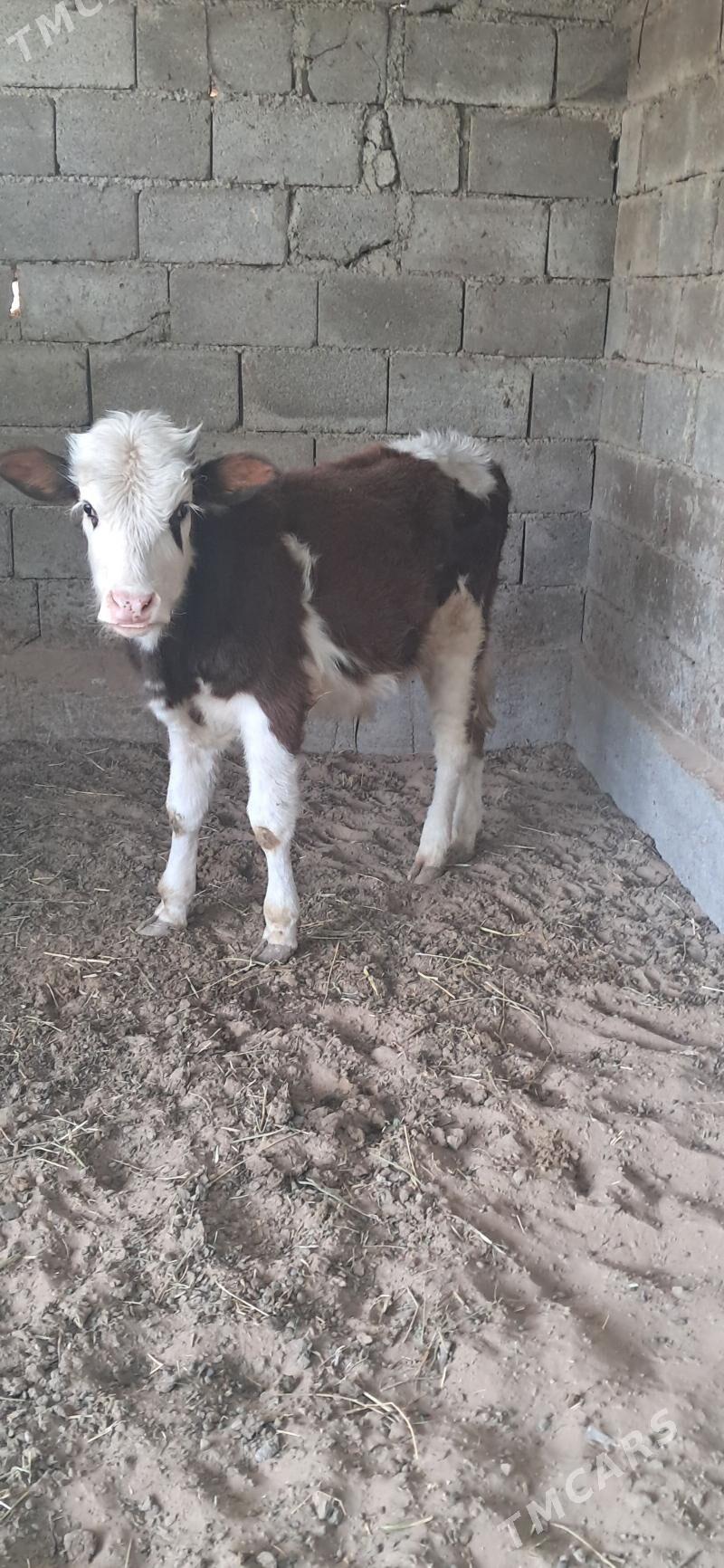 Okuz - Gypjak - img 3