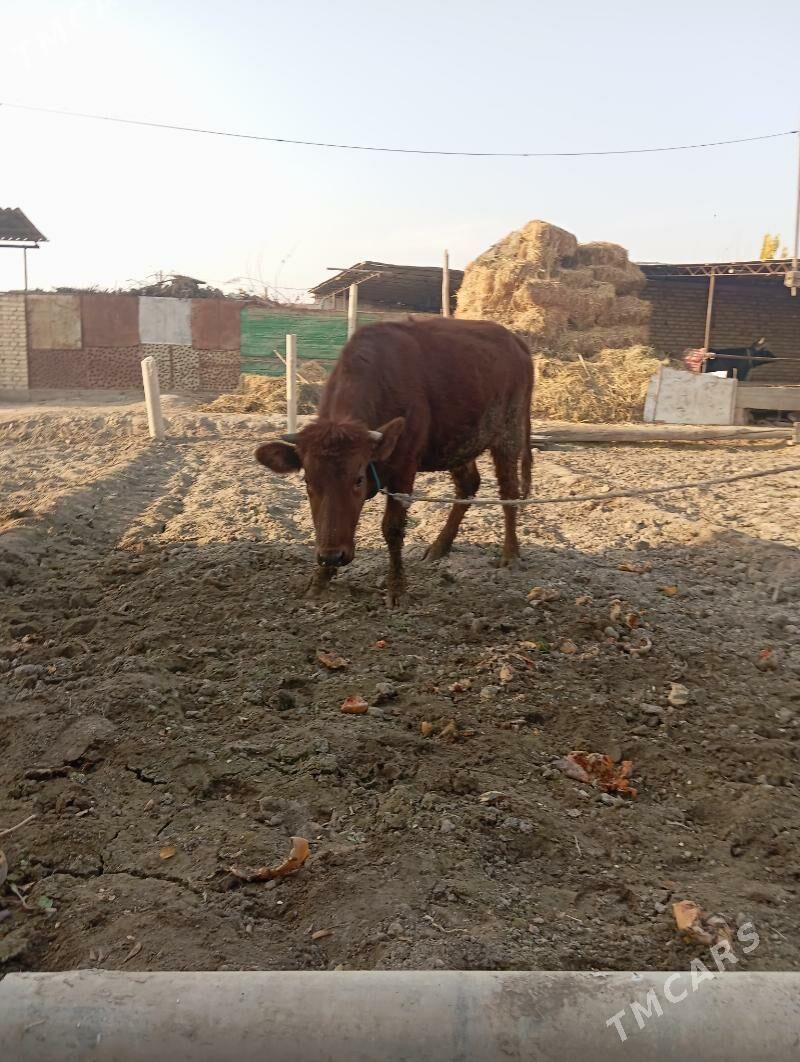 unajin - Чарджоу - img 3