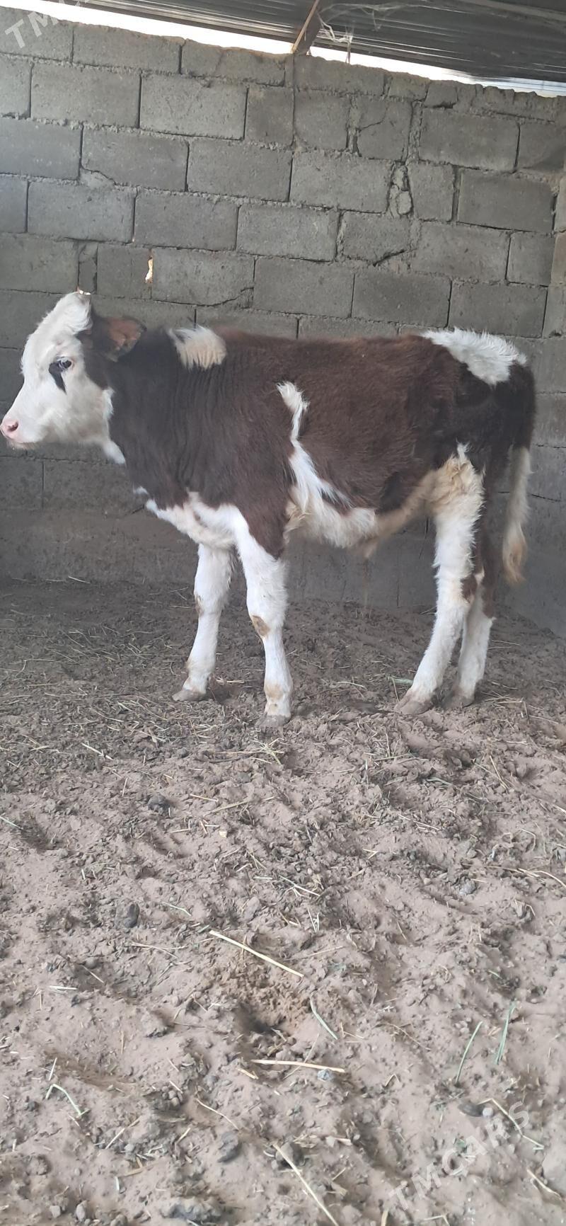 Okuz - Gypjak - img 5