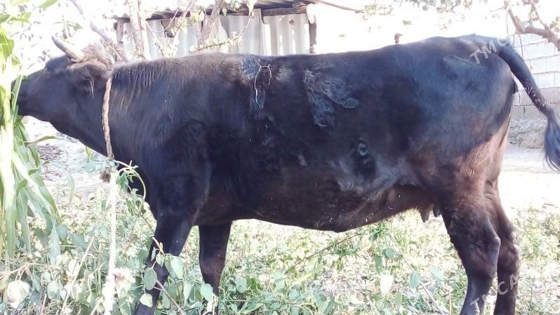 Gysyr sygyr bakyda - Бахарден - img 2