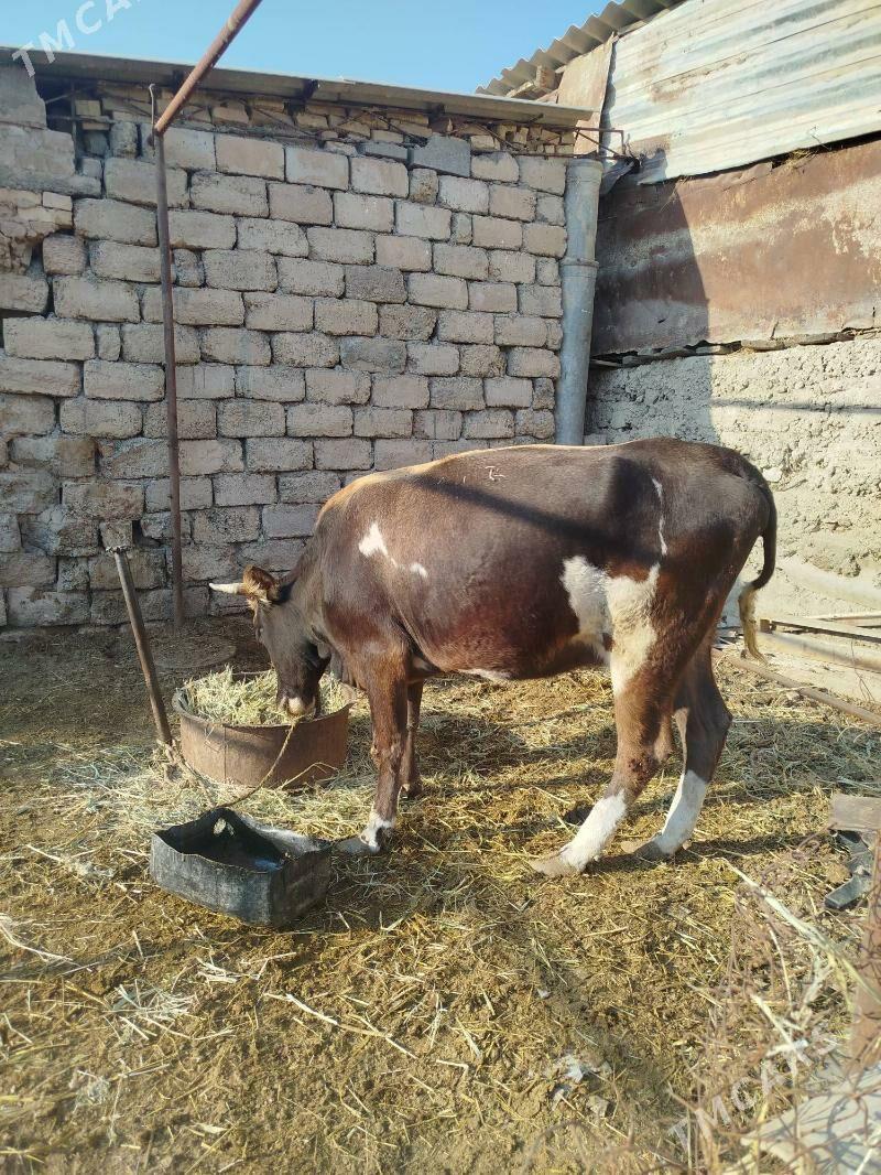 sygyr - Яшлык - img 5