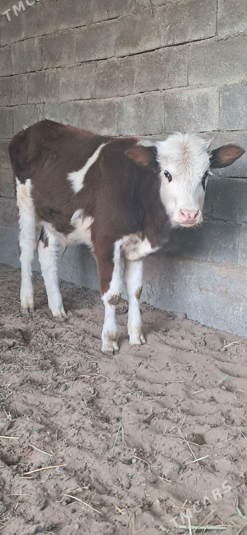 Okuz - Gypjak - img 6