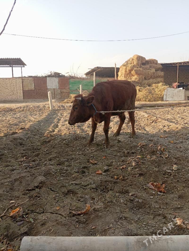 unajin - Чарджоу - img 4