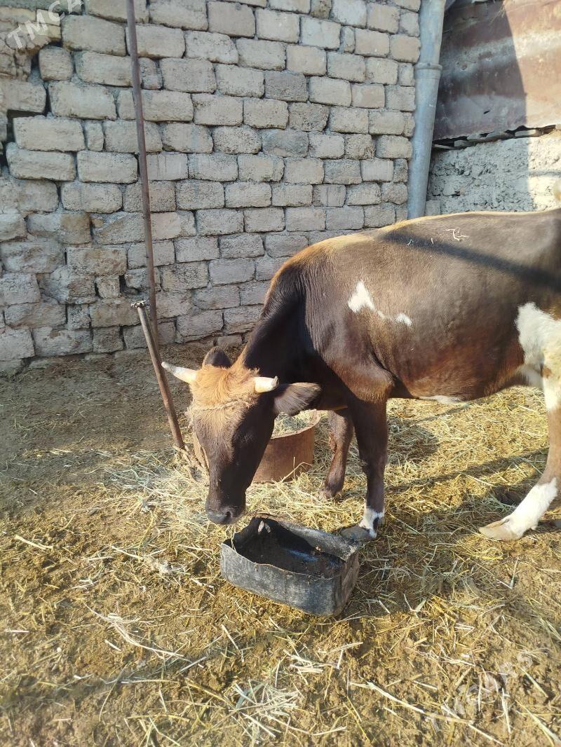 sygyr - Яшлык - img 6