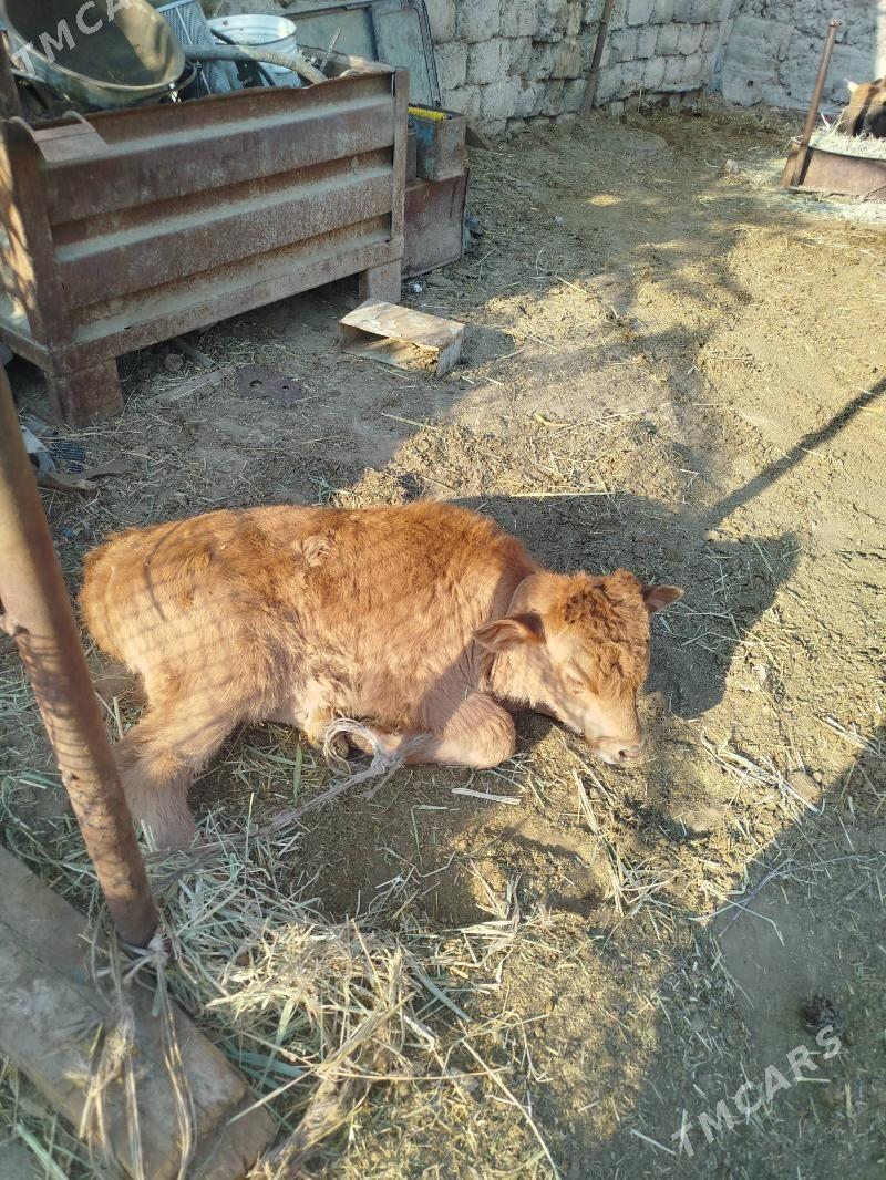 sygyr - Яшлык - img 3