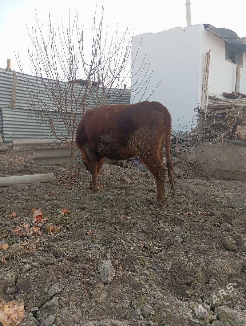 unajin - Чарджоу - img 5