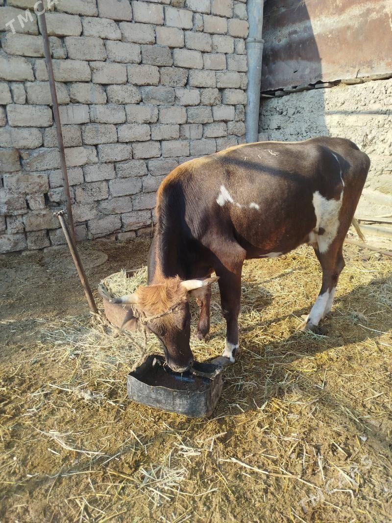 sygyr - Яшлык - img 7