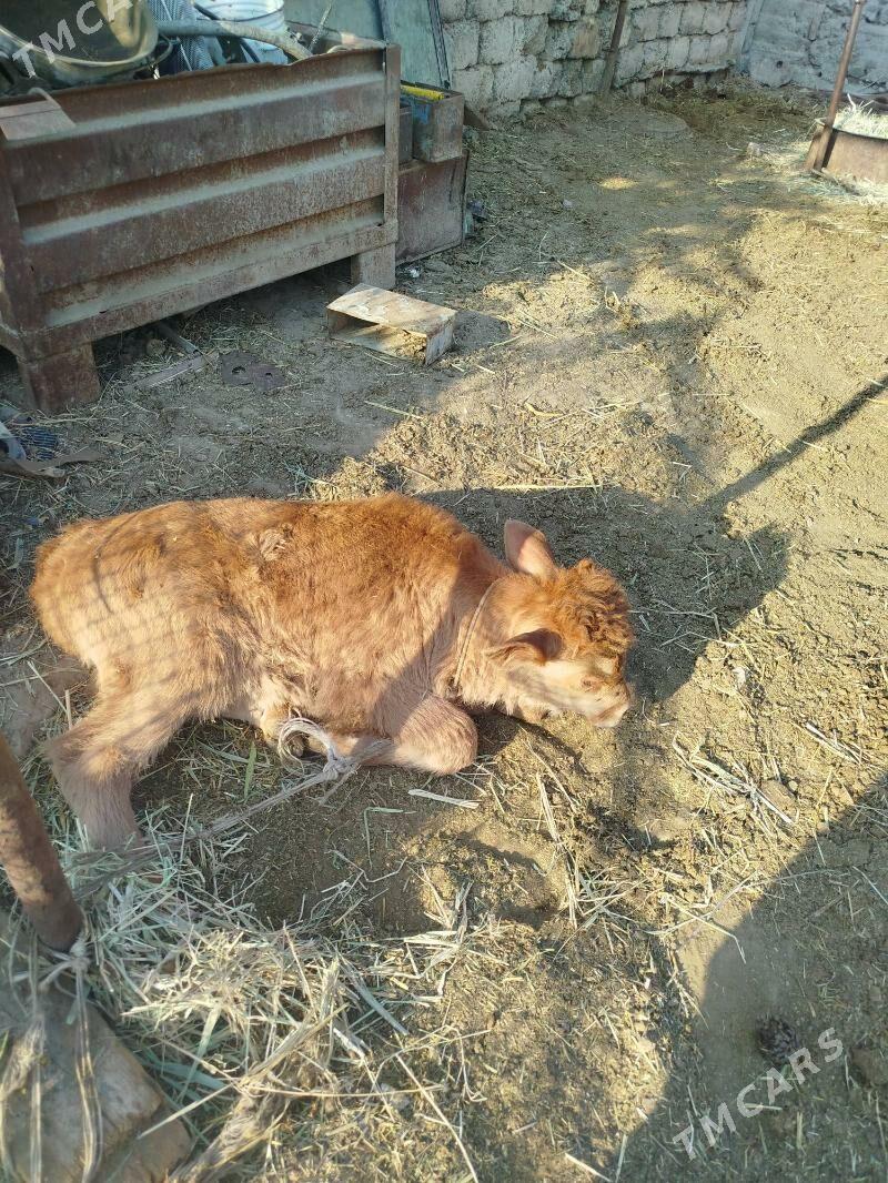 sygyr - Яшлык - img 2