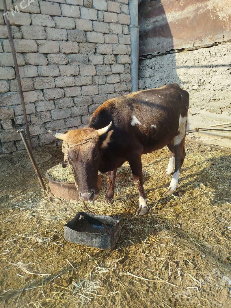 sygyr - Яшлык - img 4