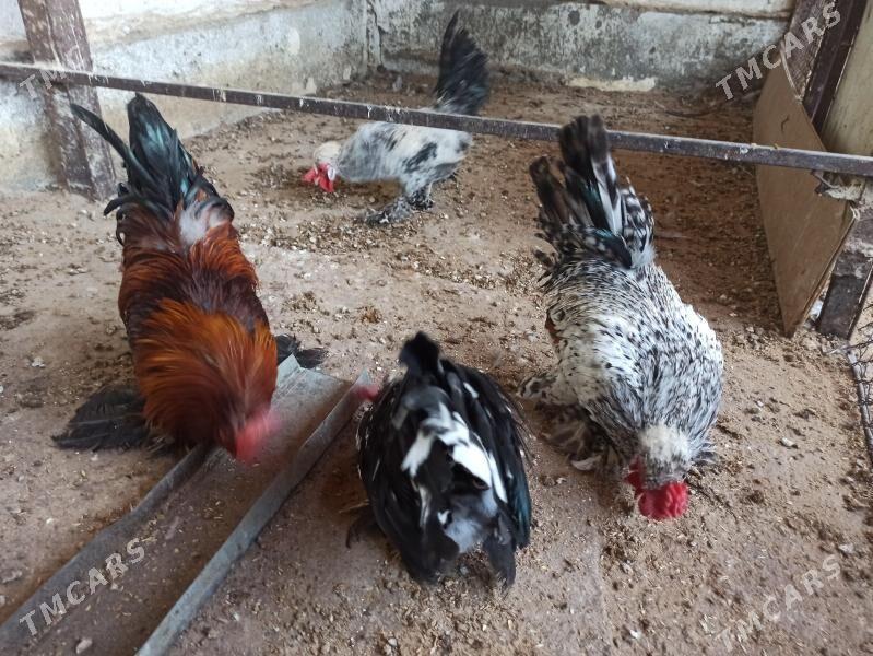 karlik horaz - Гарадамак - img 3