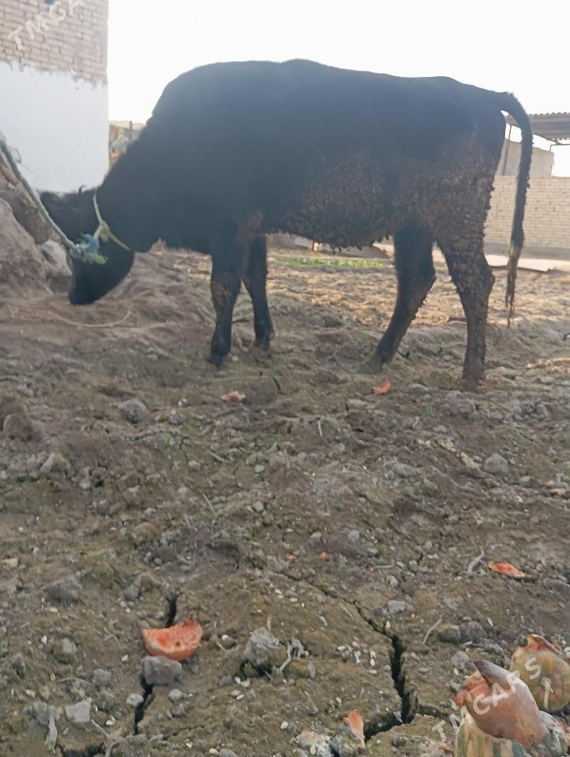 unajin - Çärjew - img 5