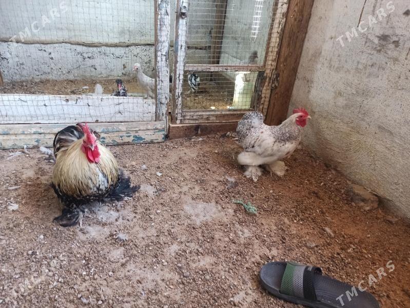 karlik horaz - Гарадамак - img 5