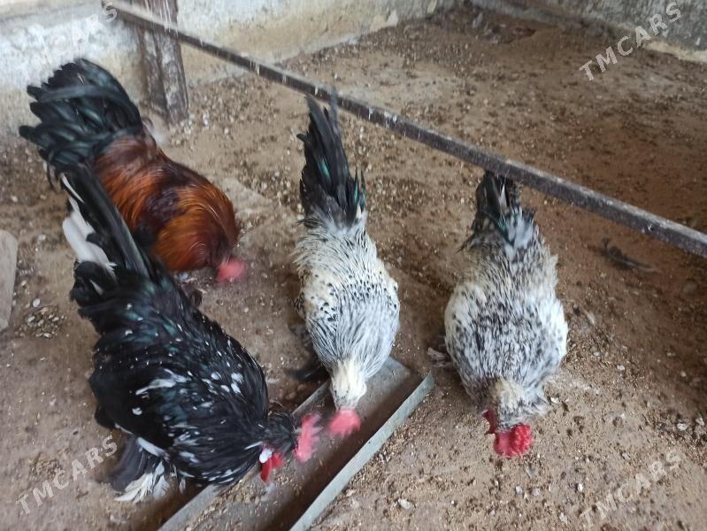 karlik horaz - Гарадамак - img 2