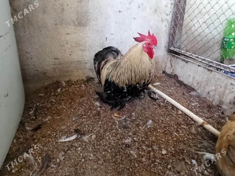 karlik horaz - Гарадамак - img 4