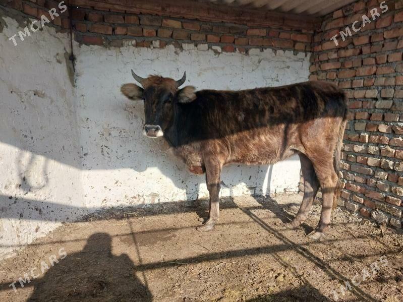 dalgyr tuwe - Бахарден - img 2