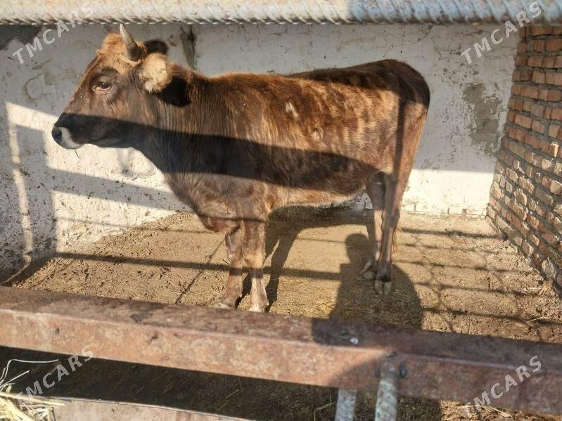 dalgyr tuwe - Бахарден - img 5