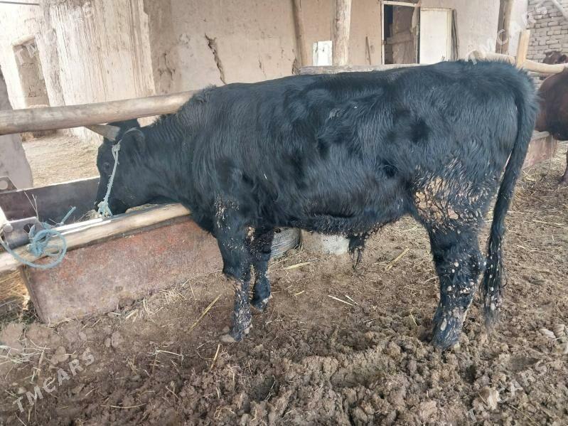 okuzler - Туркменабат - img 3