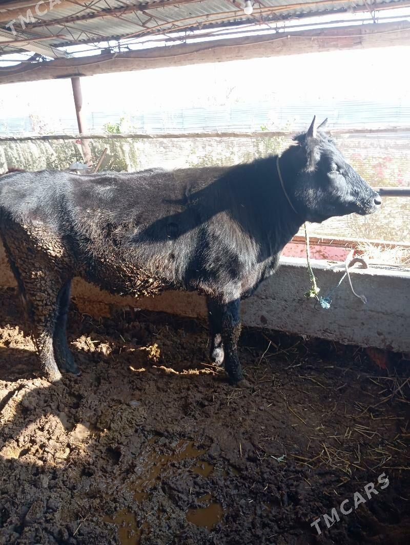 unajin - Çärjew - img 7