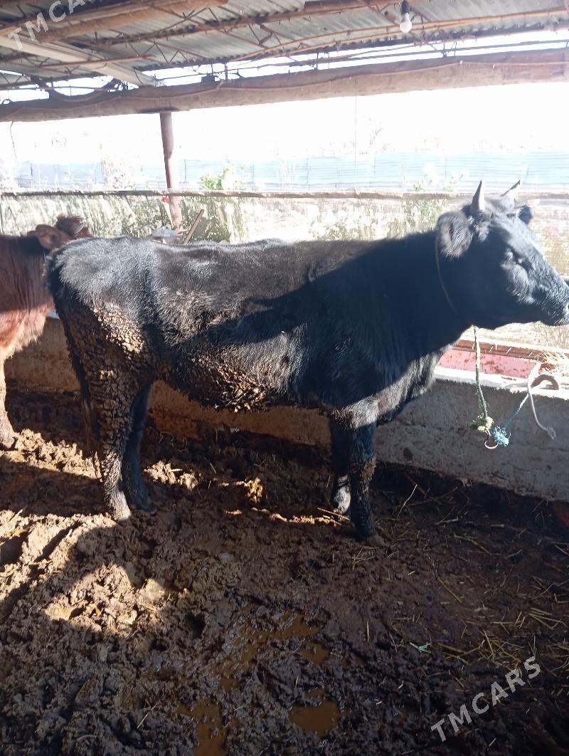 unajin - Çärjew - img 8