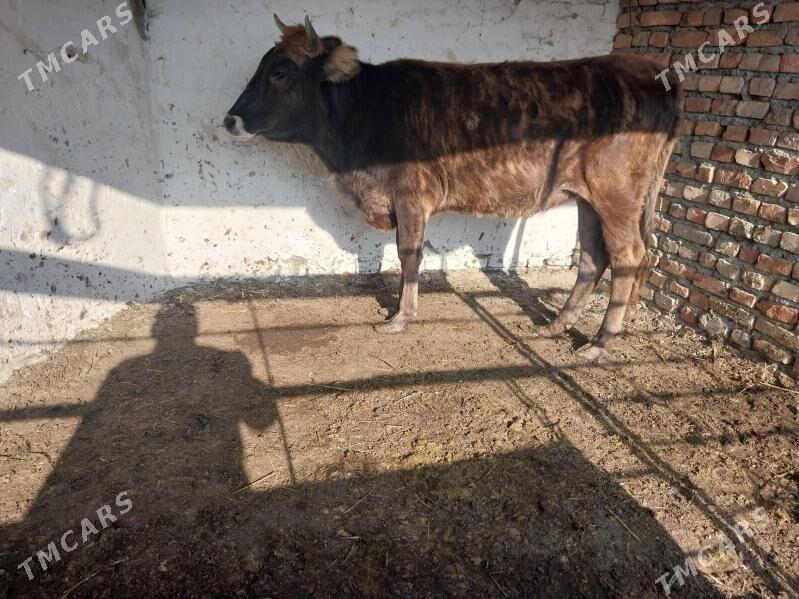 dalgyr tuwe - Бахарден - img 4