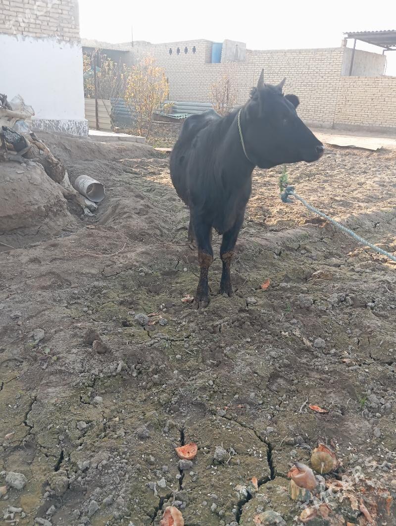 unajin - Çärjew - img 4