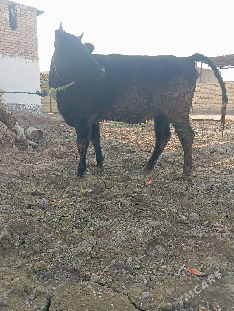 unajin - Çärjew - img 2