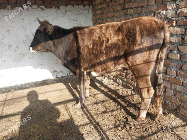 dalgyr tuwe - Бахарден - img 3