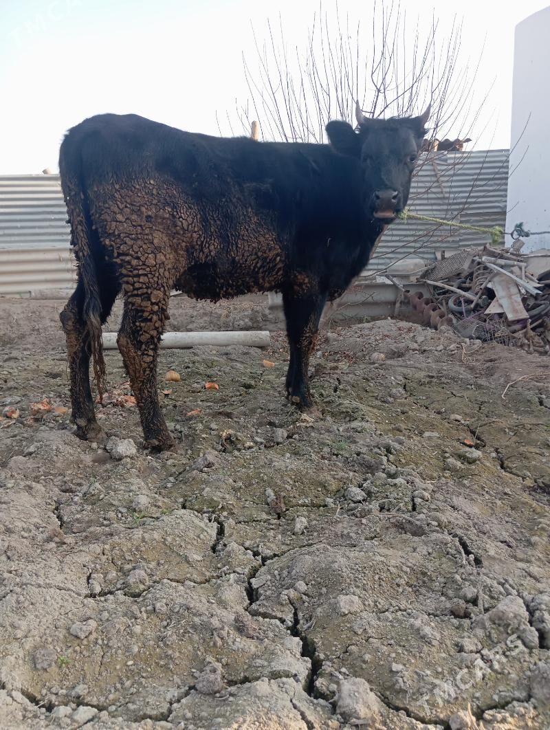 unajin - Çärjew - img 3