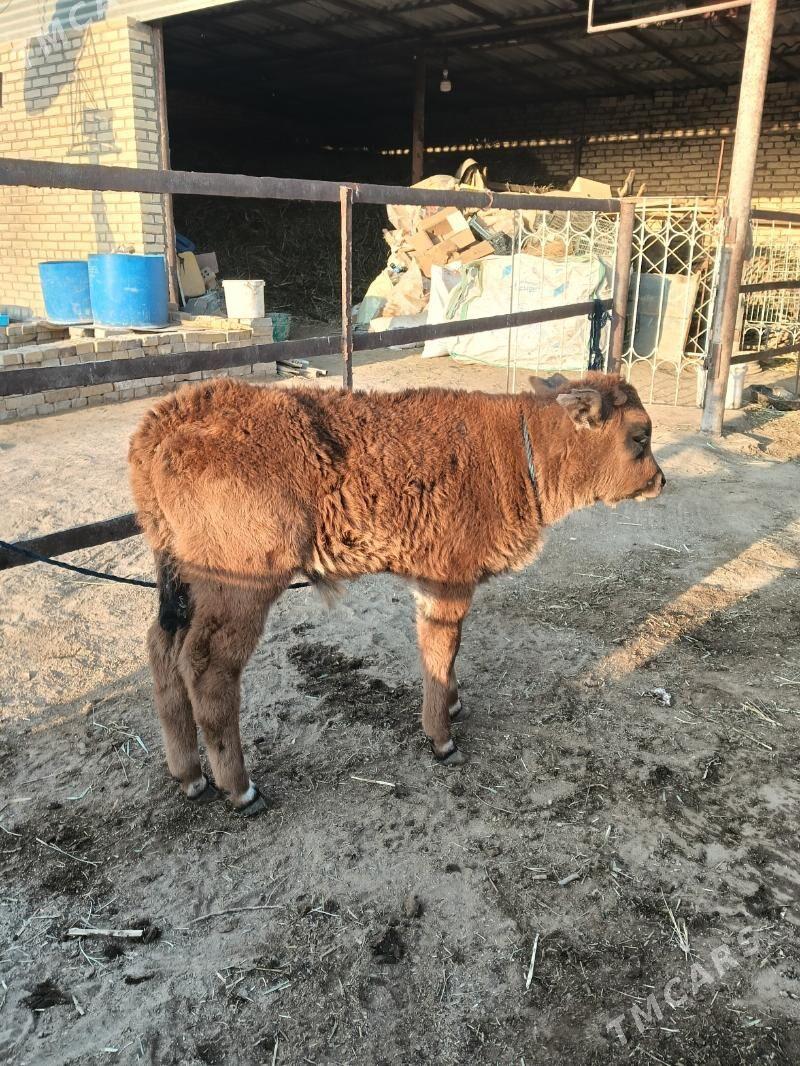 goleli sygyr - Векильбазар - img 2