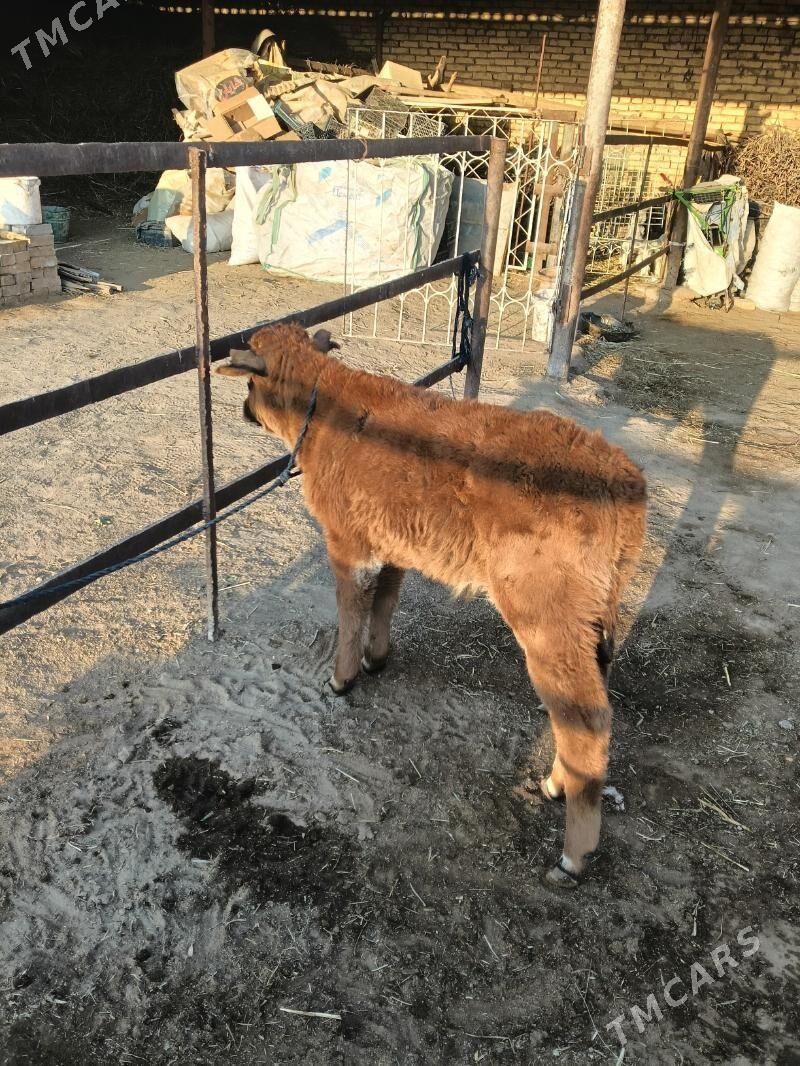 goleli sygyr - Векильбазар - img 4