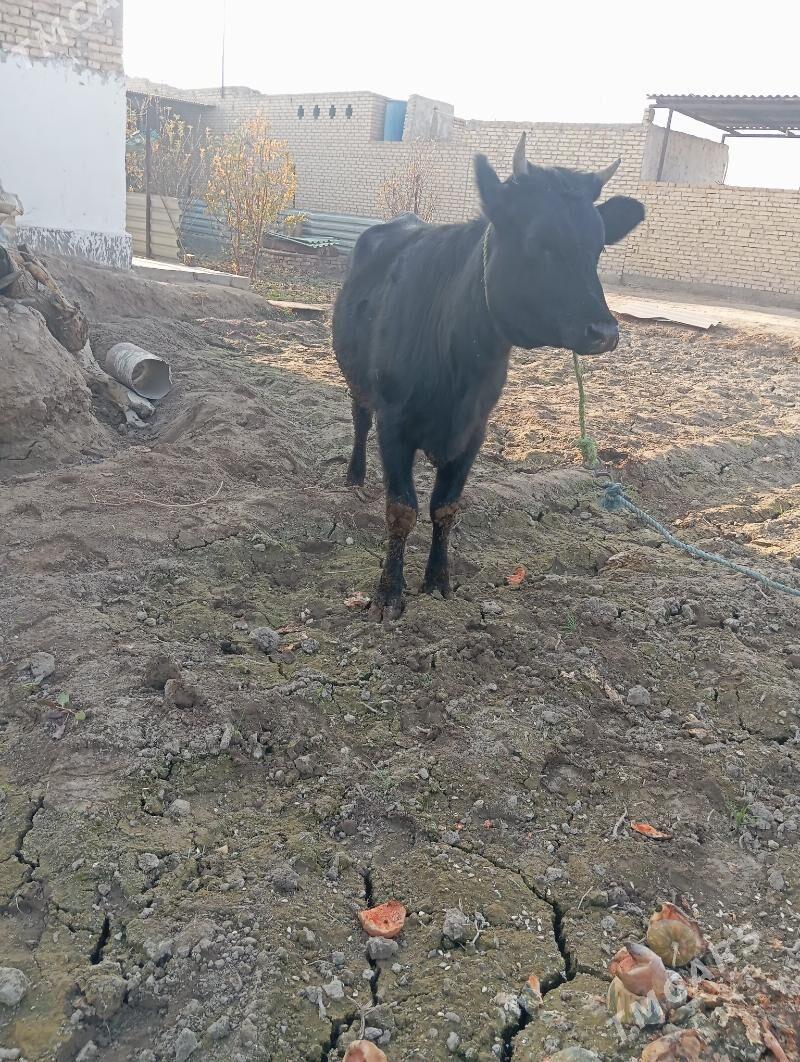 unajin - Çärjew - img 6