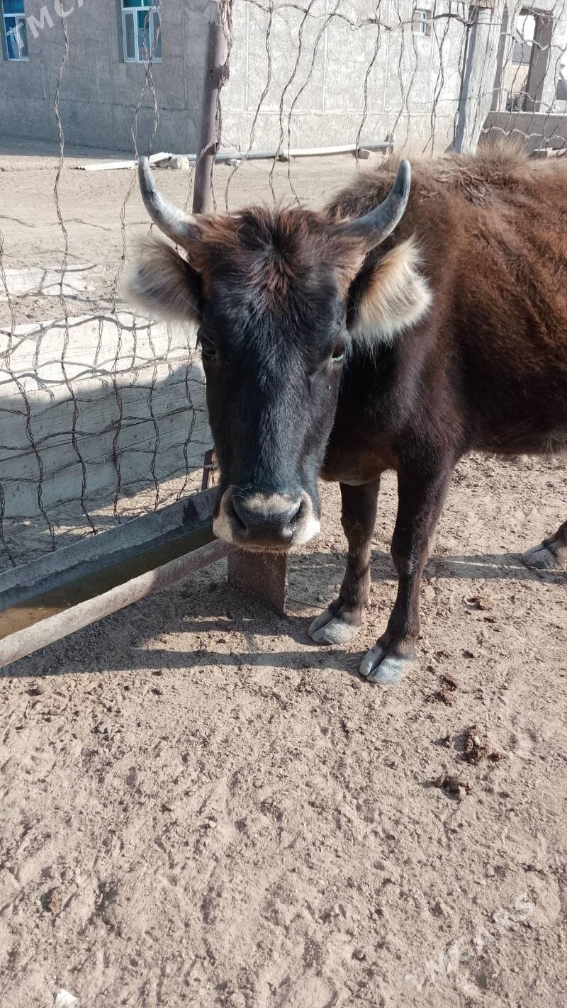 sygyr öküz - Эсенгулы - img 1