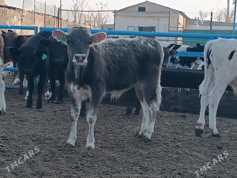 Satlyk öküzce göleler - Ак-Бугдайский этрап - img 7