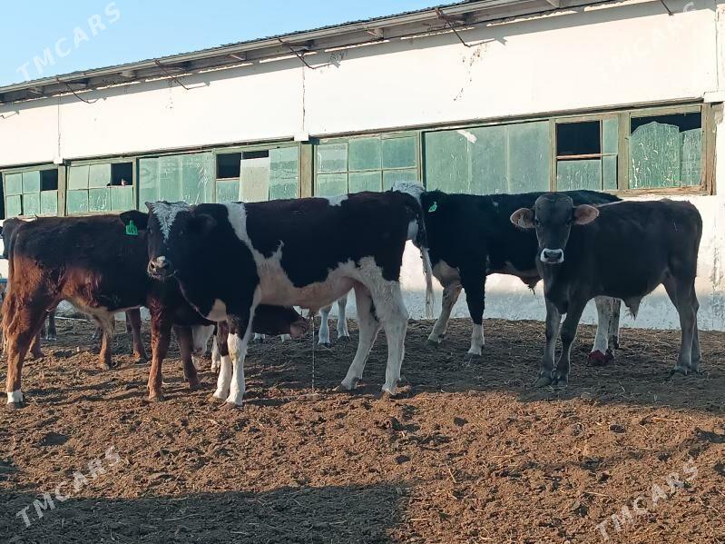 Satlyk öküzce göleler - Ак-Бугдайский этрап - img 9