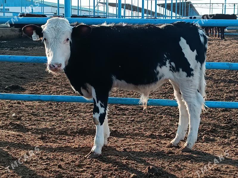 Satlyk öküzce göleler - Ак-Бугдайский этрап - img 2