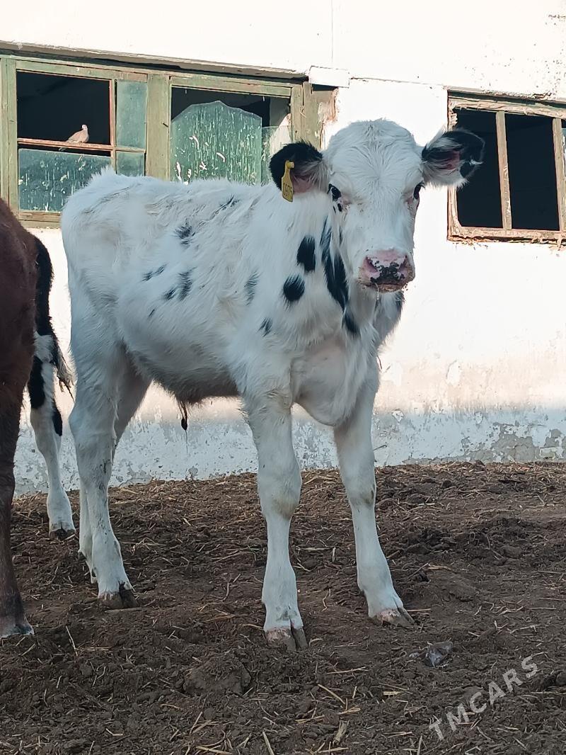 Satlyk öküzce göleler - Ак-Бугдайский этрап - img 3