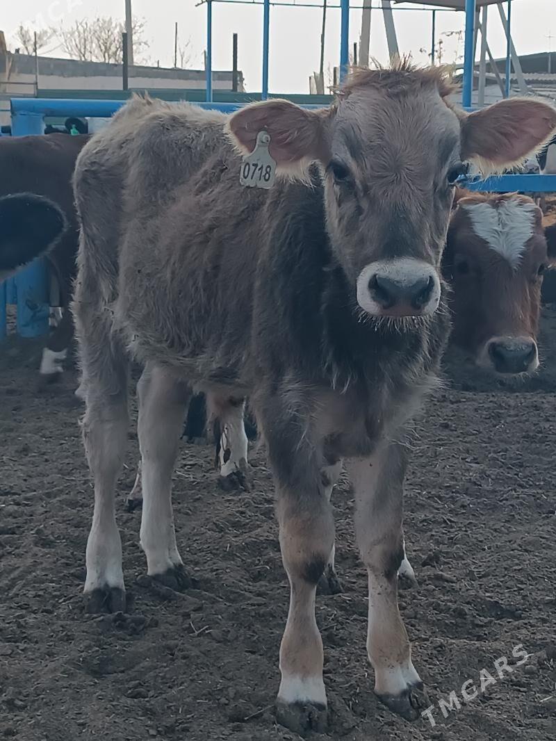 Satlyk öküzce göleler - Ак-Бугдайский этрап - img 8