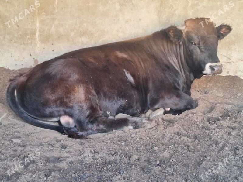 Ökuz - Мары - img 3