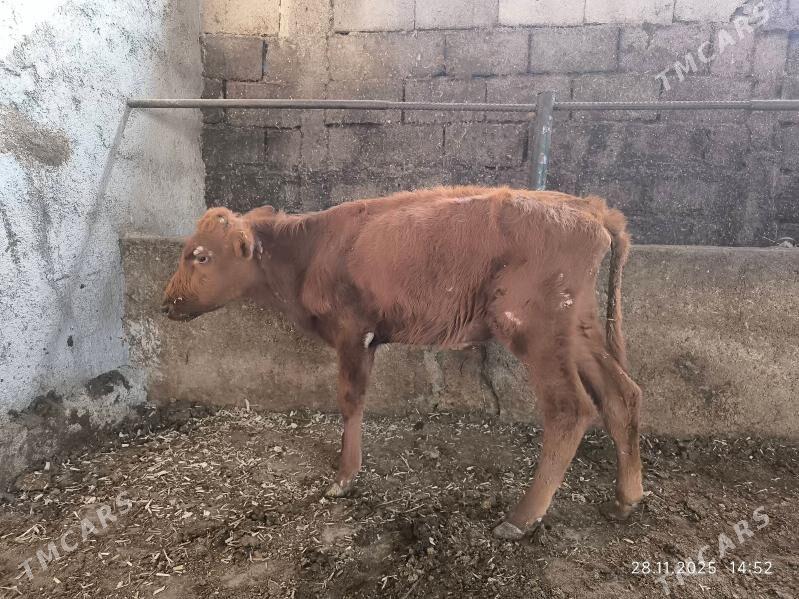 okuz - Çoganly - img 2