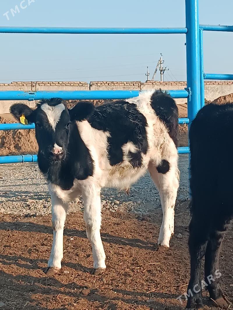 Satlyk öküzce göleler - Ак-Бугдайский этрап - img 5