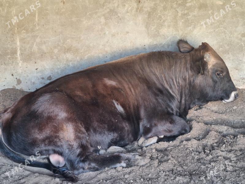 Ökuz - Мары - img 2