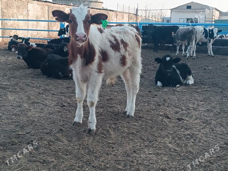 Satlyk öküzce göleler - Ак-Бугдайский этрап - img 6